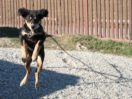 comportamiento animal hiperactividad