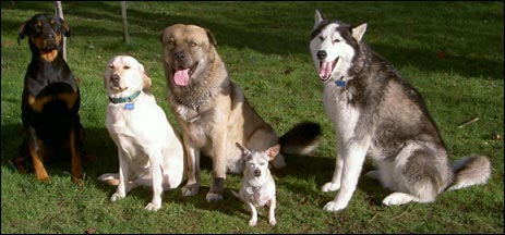 Comporamiento animal Elecci&oacute;n de la raza